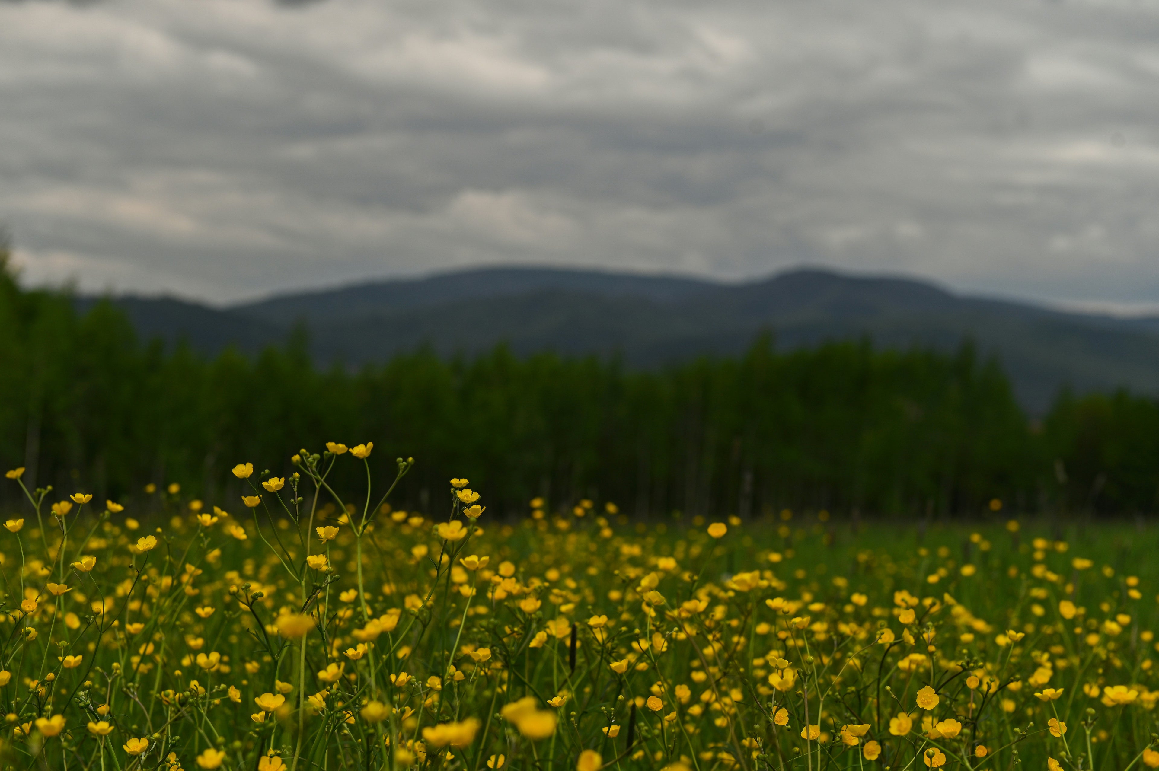 Yellow flowers in a field with a blurred background of trees and mountains